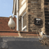 Seagulls nesting on a roof