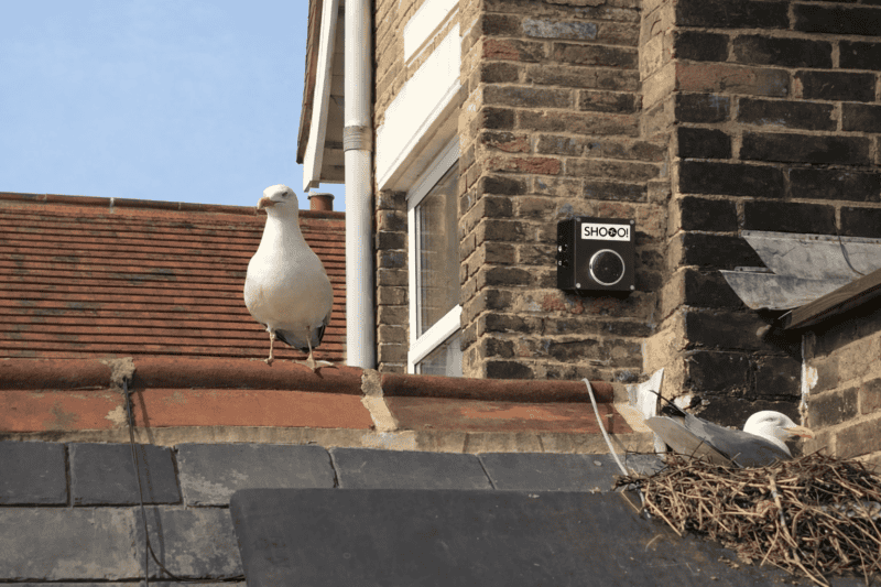 Seagulls nesting on a roof