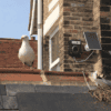 Seagull Nest of Roof