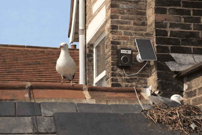 Seagull Nest of Roof